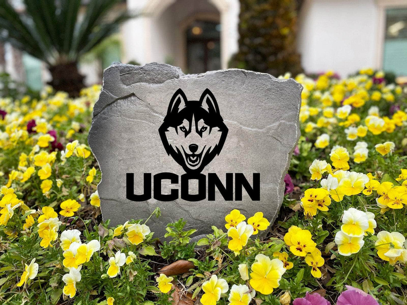 UConn logo stone perfect for outdoor décor or home landscaping.