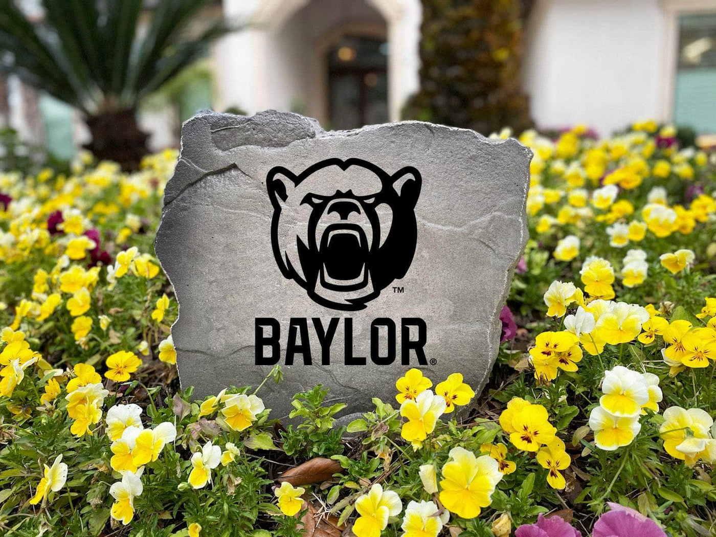 Custom Baylor rock with team logo, a standout piece for gardens or tailgates.